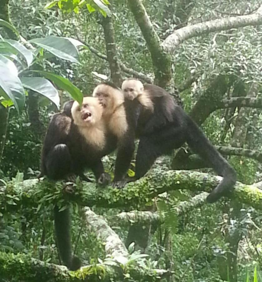 Casa Geranios Studio #3 Monteverde Dış mekan fotoğraf